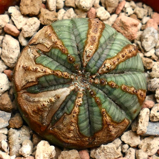 Euphorbia obesa BROWN SCAR MARKS