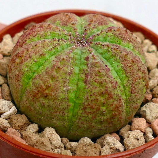 Euphorbia symmetrica GREEN with RED-BROWN dots