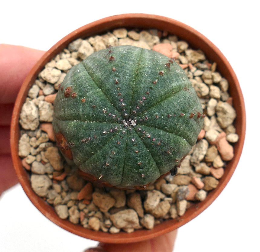 Euphorbia obesa succulent cactus with rounded ribbed green body and small spines