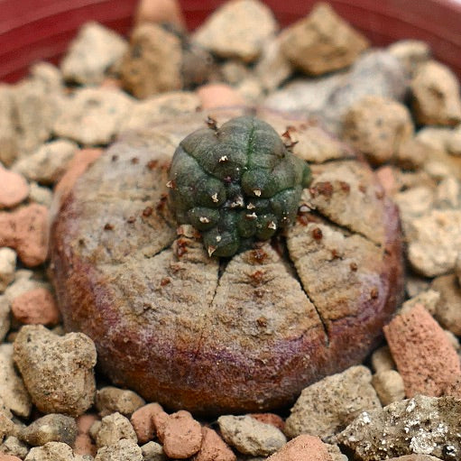 Euphorbia obesa MONSTRUOSUS