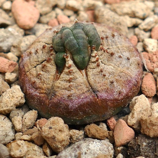 Euphorbia obesa MONSTRUOSUS