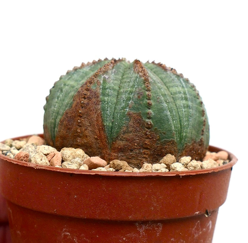 Euphorbia obesa succulent with rounded ribbed body and brown markings in terracotta pot