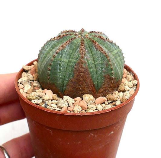 Euphorbia obesa succulent cactus with ribbed green and brown marked body in small pot