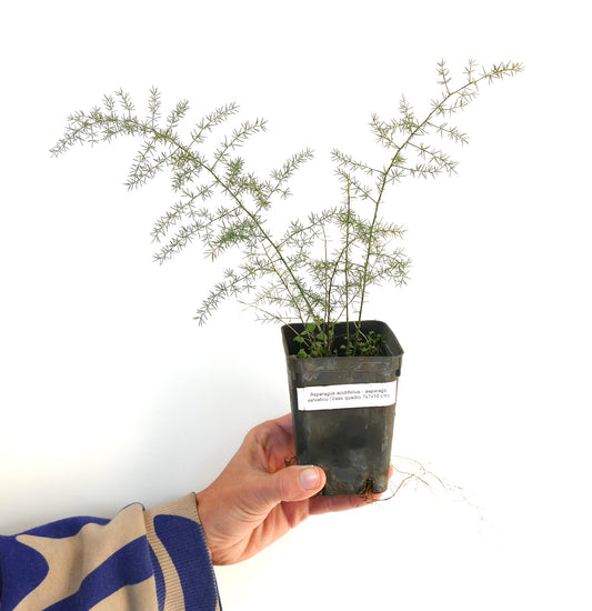 Asparagus acutifolius delicate green foliage with thin needle-like leaves in black pot