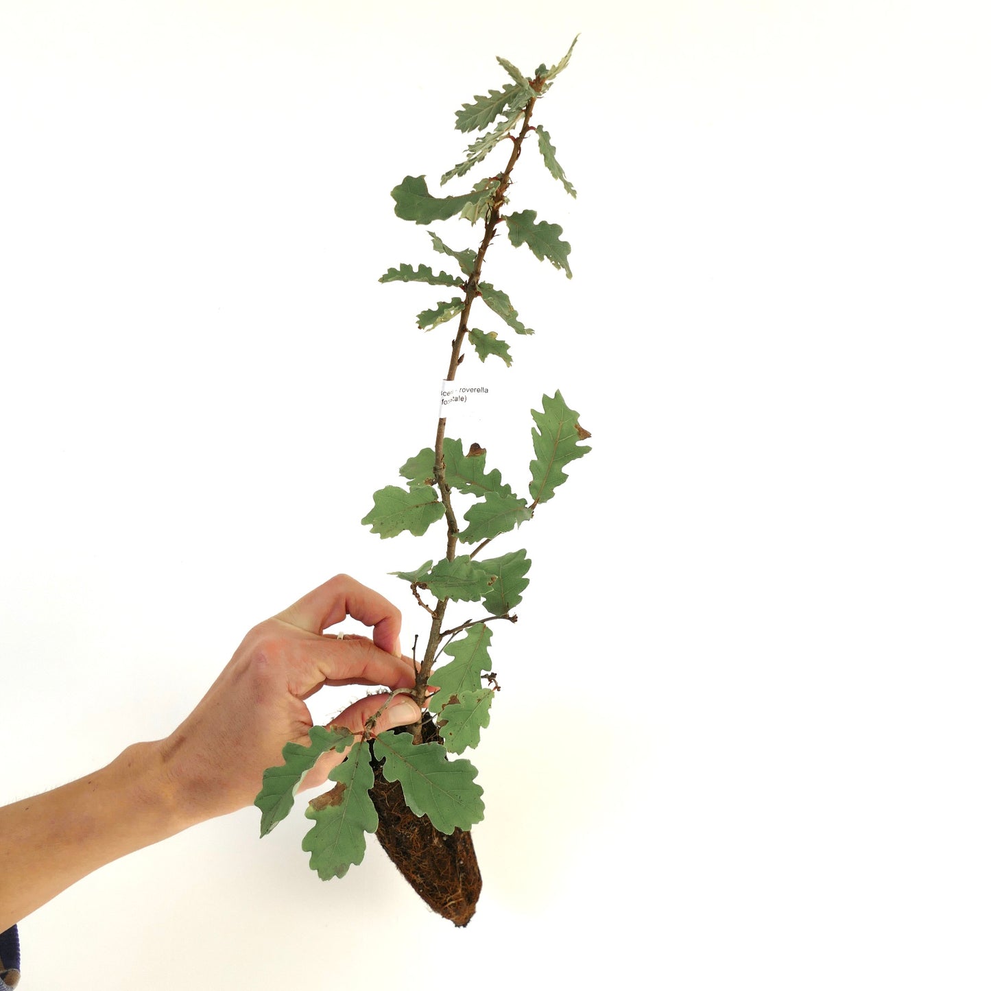 Quercus pubescens 15-30cm