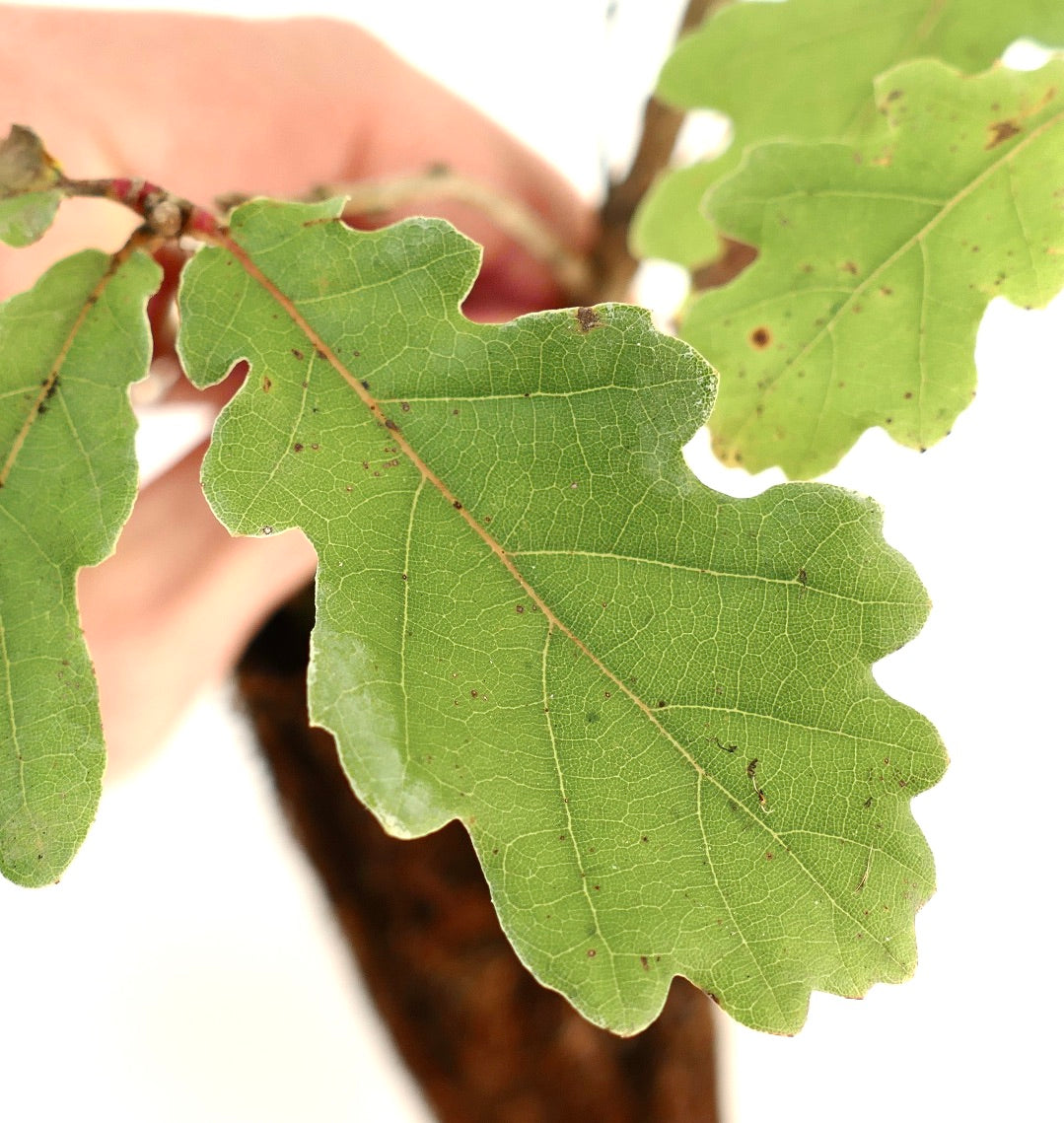 Quercus pubescens 15-30cm