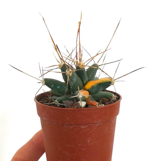 Ferobergia succulent cactus with long spines and distinctive variegated yellow patch