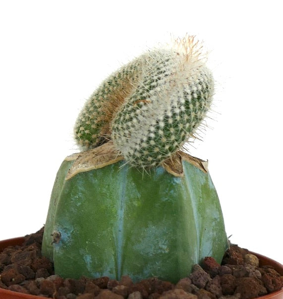 Mammillaria haageana crestata raro cactus con spine bianche su base succulenta verde