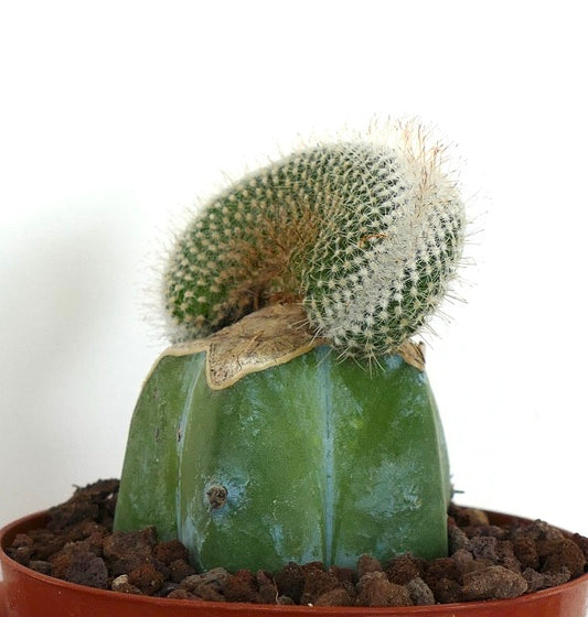 Mammillaria haageana crested rare succulent cactus with curved white spines on green base