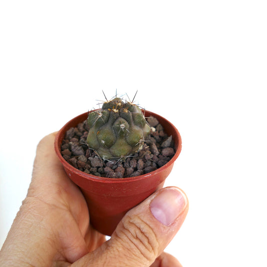 Copiapoa desertorum small succulent cactus with dark green ribbed body and sharp spines