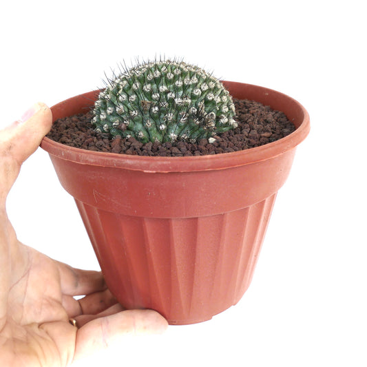 Copiapoa humilis crested rare succulent cactus with dense black spines in terracotta pot