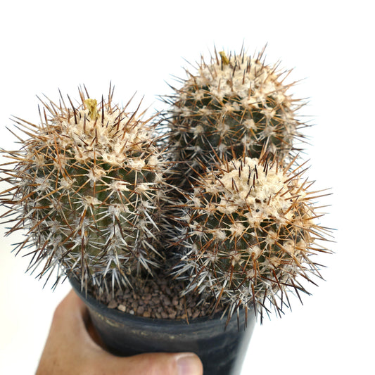Copiapoa coquimbana succulent cactus with dense brown spines and woolly areoles in black pot
