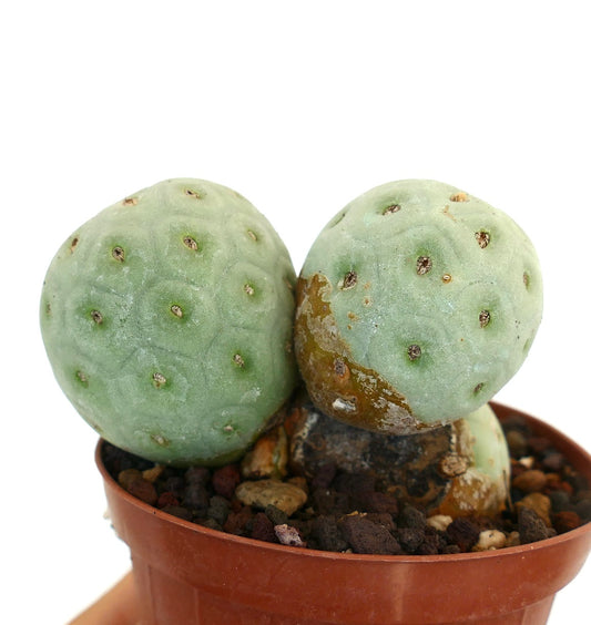 Tephrocactus geometricus succulent cactus with rounded, pale green segmented stems and small areoles