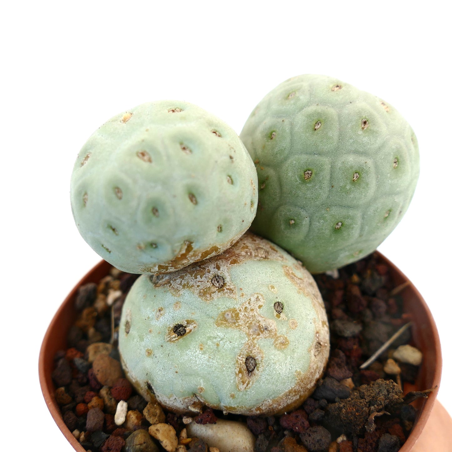 Tephrocactus geometricus succulent cactus with rounded, segmented pale green stems and small areoles