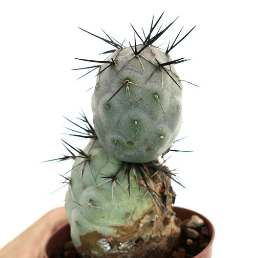 Tephrocactus geometricus succulent cactus with large black spines and rounded stems in pot