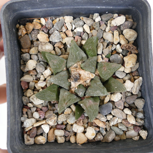 Ariocarpus fissuartus X scaphirostris succulent cactus with triangular green leaves in rocky soil