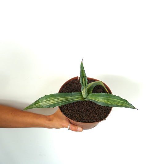 Agave americana with variegated green and yellow striped leaves and sharp spines in pot