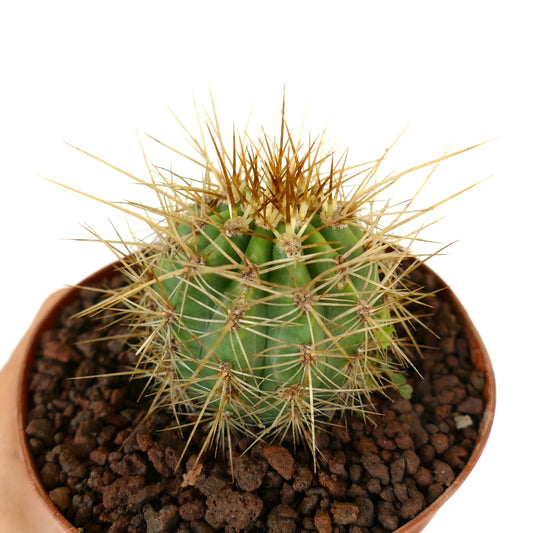 Trichocereus terscheckii small green cactus with long sharp yellow spines in pot