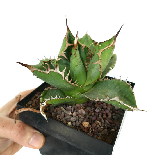 Agave titanota cv WATANABE suculenta con hojas verdes gruesas y espinas marrones prominentes en maceta