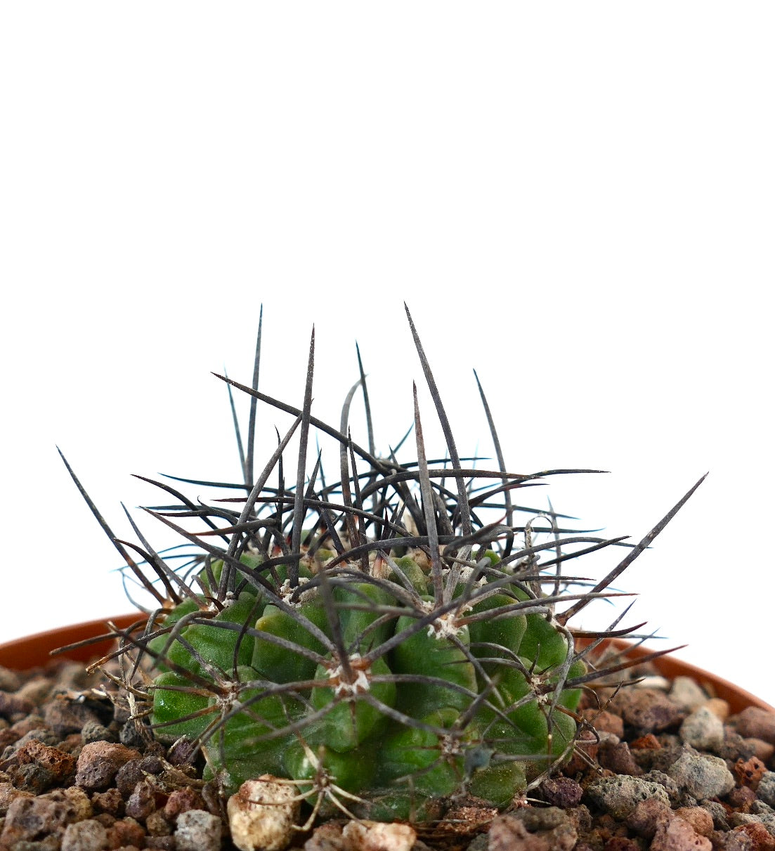 Neoporteria iquiquensis Sukkulente Kaktee mit dichten, langen, dunklen Dornen in einem Topf mit felsigem Boden