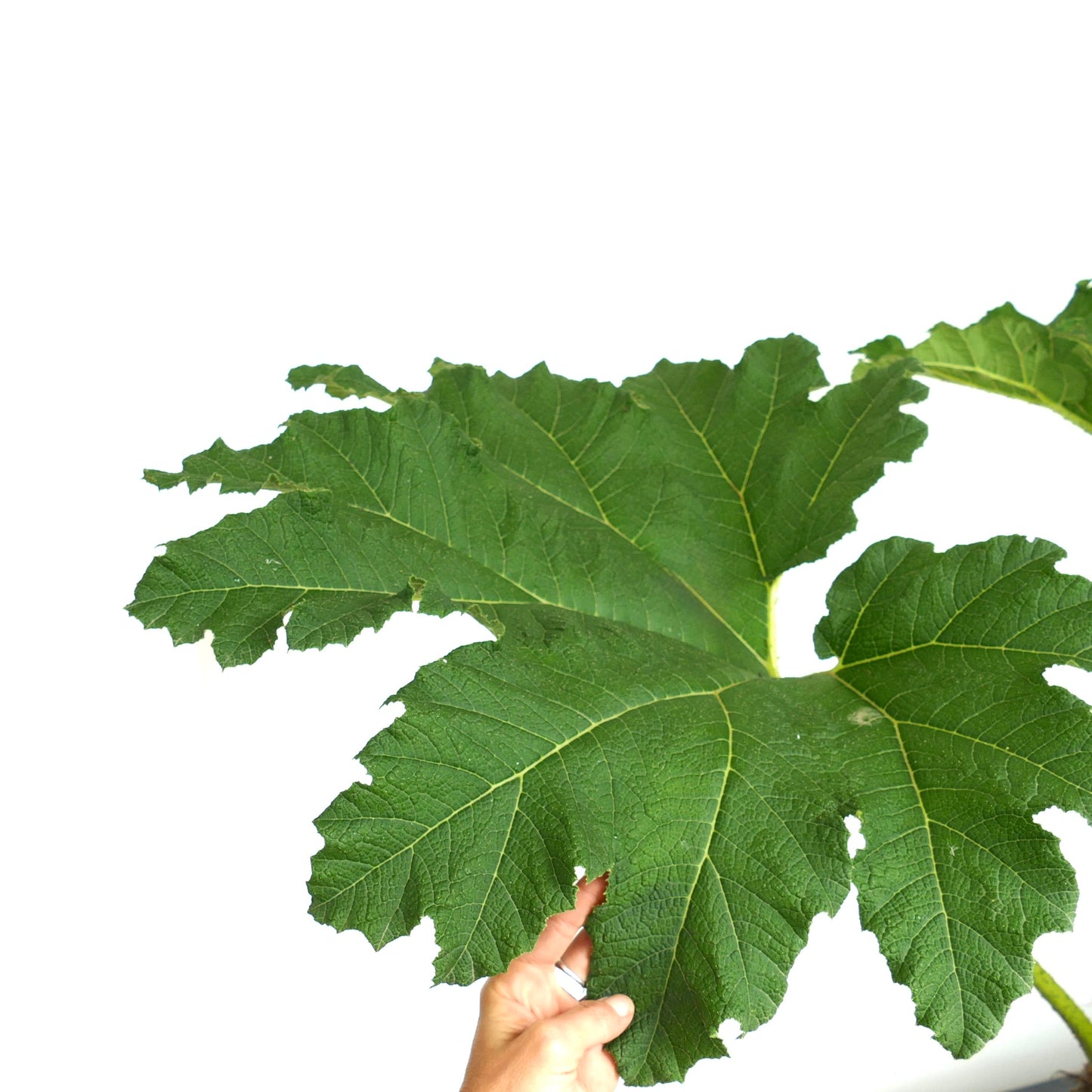 Gunnera manicata large textured green leaves with prominent veins held by hand