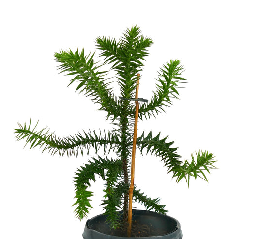 Araucaria araucana young spiky evergreen tree with glossy green leaves in pot