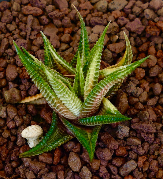 Haworthia limifolia succulent with spiky variegated green and cream textured leaves