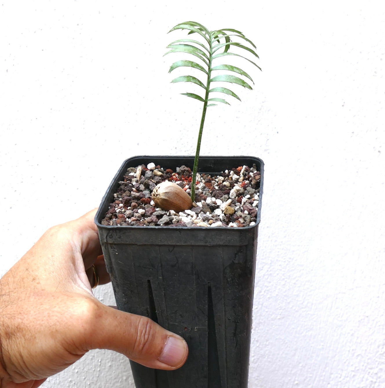 Encephalartos caffer ungplante med slanke grønne blader i svart dyrkingspotte