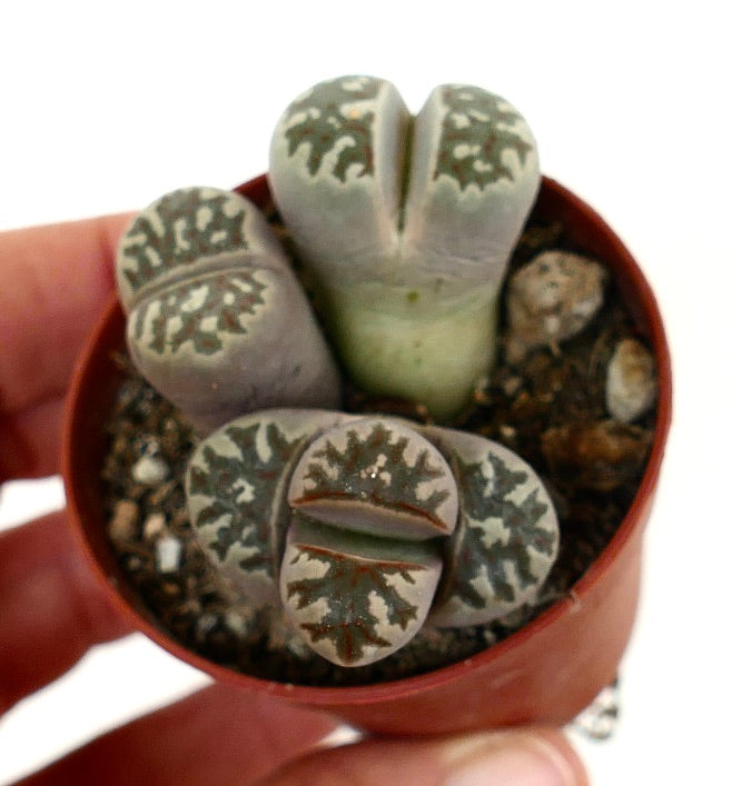 Lithops dorotheae succulent with patterned gray-green leaves and split tops in small pot