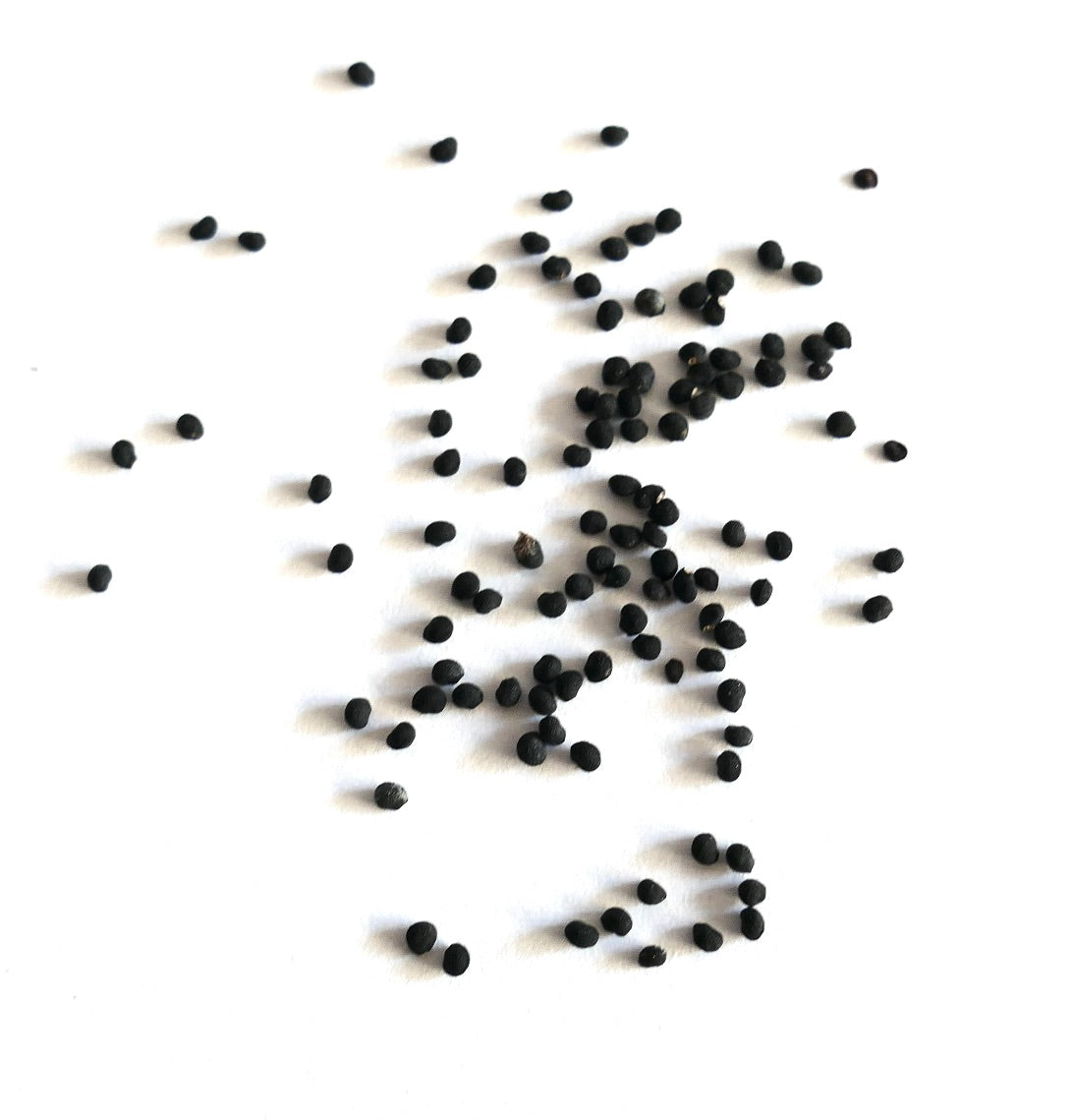 เมล็ดต้นกระบองเพชร เอคิโนซีเรอุส เดลาเอทิยี กระจายบนพื้นหลังสีขาว