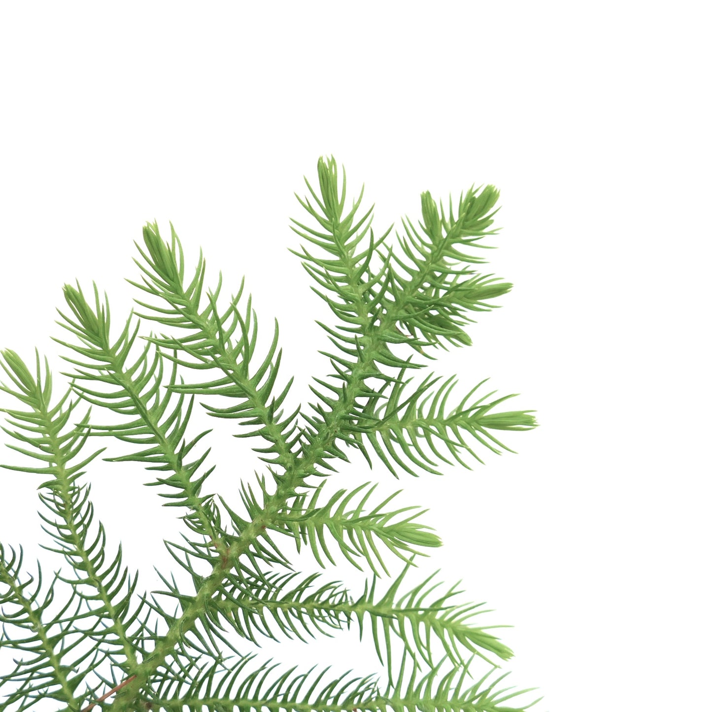 Araucaria heterophylla 21cm