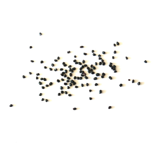 Trichocereus terscheckii small black cactus seeds scattered on white background