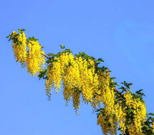 Laburnum anagyroides bright yellow cascading flowers with green leaves against blue sky