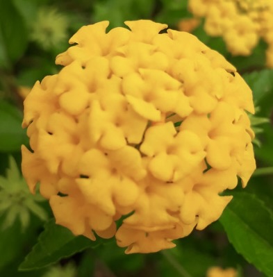 Lantana camara bright yellow clustered flowers with green serrated leaves