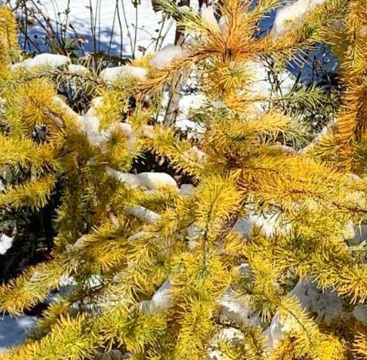 Larix decidua cv LITTLE BOGLE