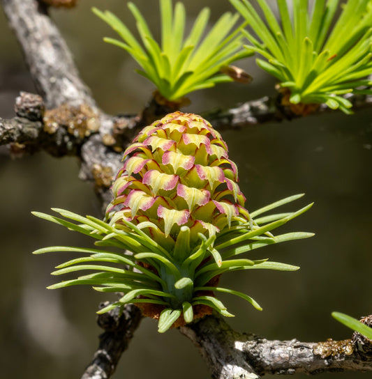 Larix kaempferi young cone with green needles and pink-edged scales on branch