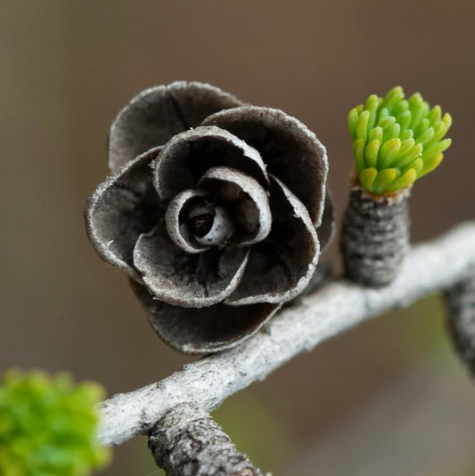 Larix laricina close-up of woody cone and fresh green needle buds on branch