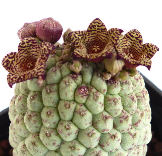 Larryleachia cactiformis succulent with textured green stem and spotted yellow-purple flowers