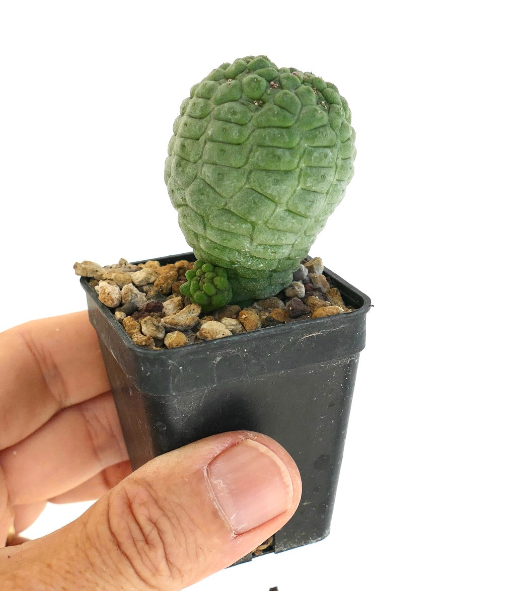 ラリレアキア・カクティフォルミス 希少な多肉植物 ざらざらした緑色の茎と小さな子株がついた黒い鉢植えのサボテン