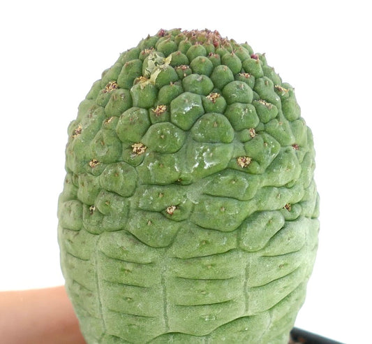 Larryleachia cactiformis rare succulent cactus with textured green tubercles and small buds