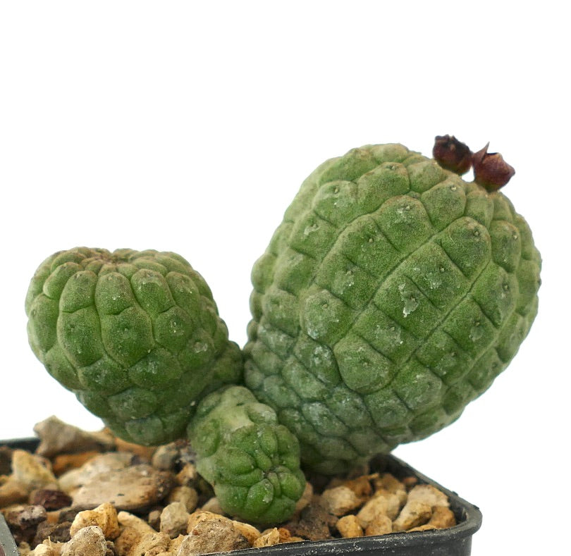 래리리치아 캑티포르미스 다육 선인장, 질감 있는 녹색 줄기와 작은 갈색 싹