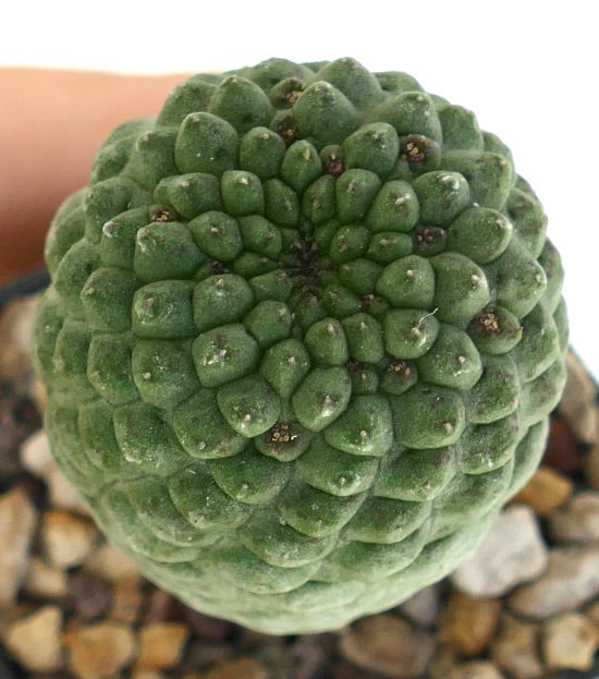 ラリーレアキア・カクティフォルミス 希少な多肉サボテンで、緑色の小さな肉芽が集まっており、小さな棘があります