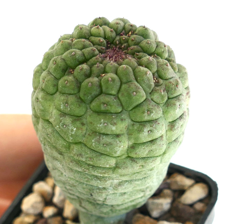 ラリーレアキア・カクティフォルミス 希少多肉植物 緑色の繊細な segmented 茎を持つサボテン