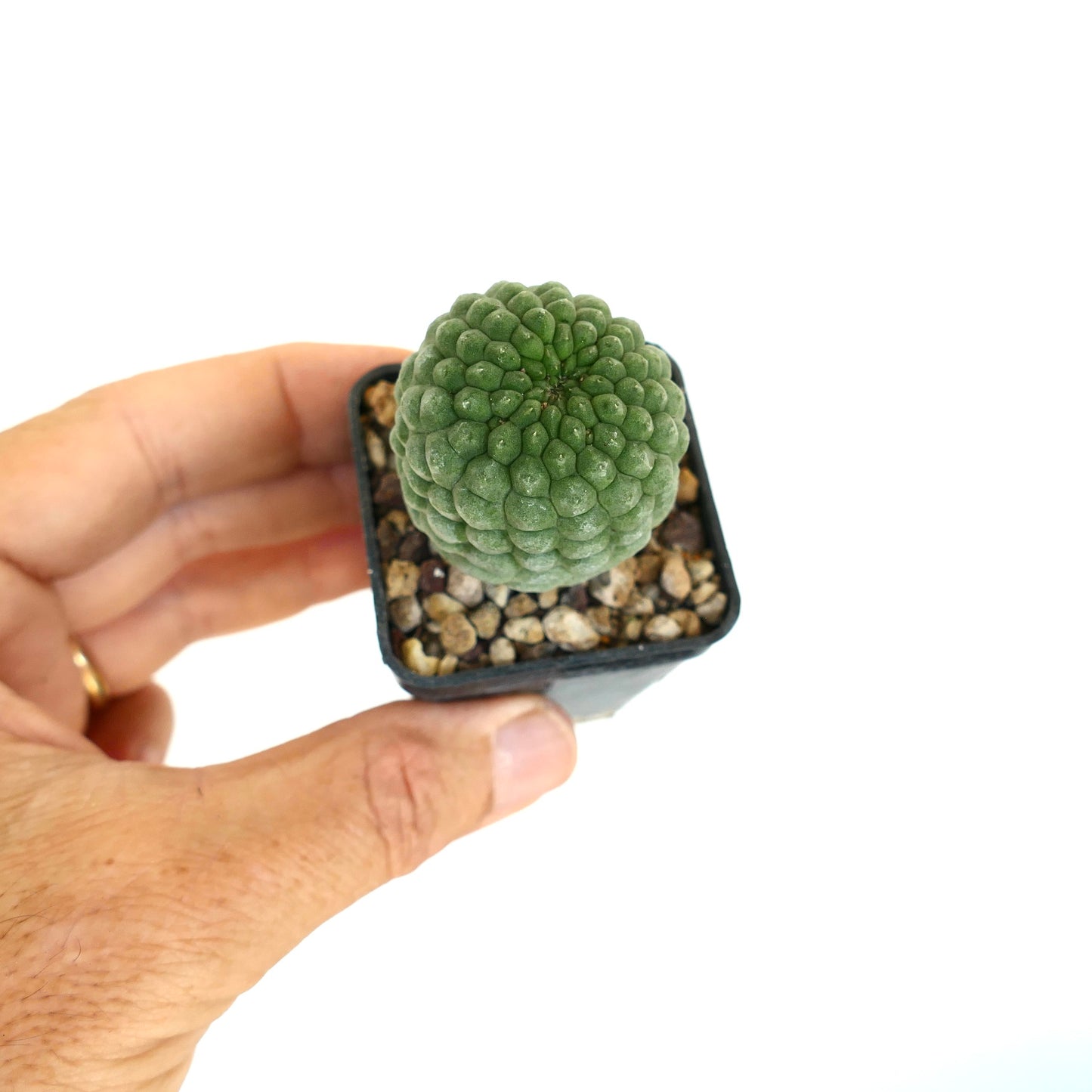 Larryleachia cactiformis pequeño cactus suculento verde con tubérculos redondeados en maceta