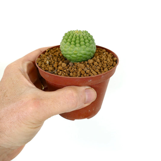 Larryleachia cactiformis piccolo cactus succulento verde con tubercoli arrotondati in vaso