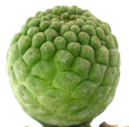 Larryleachia cactiformis rare succulent cactus with textured green rounded tubercles