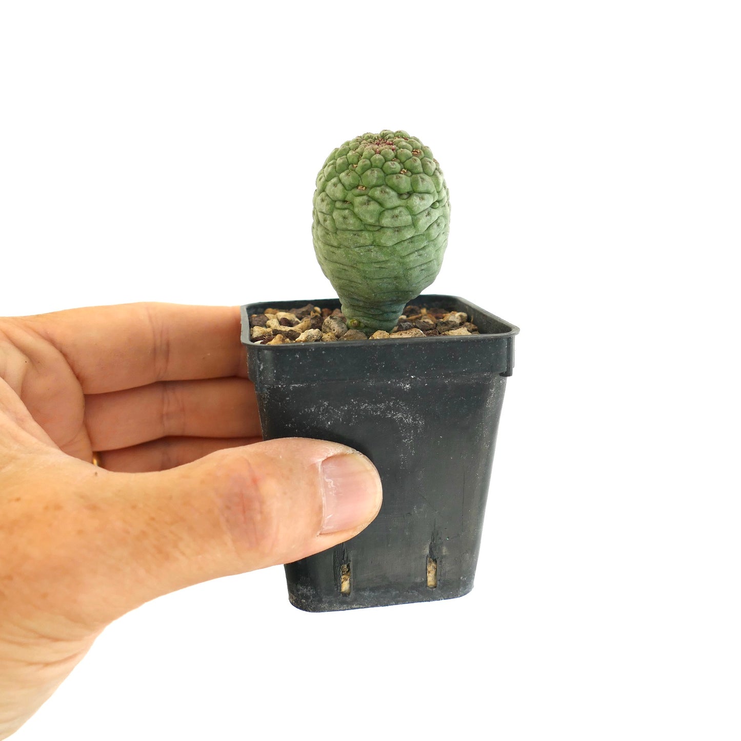 Larryleachia cactiformis piccola piantina succulenta con fusto verde testurizzato in vaso nero