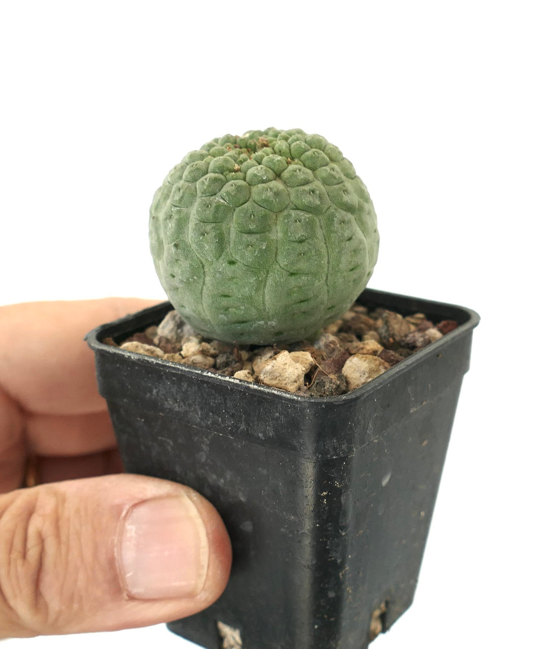 Larryleachia cactiformis small round succulent cactus with textured green surface in black pot