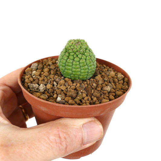 Larryleachia cactiformis piccolo cactus succulento verde con superficie testurizzata in vaso