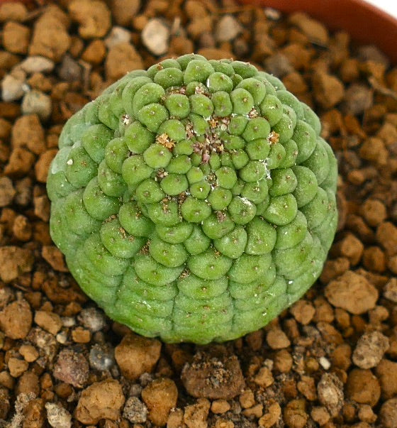 Larryleachia cactiformis raro cactus succulento con tubercoli arrotondati e tessitura verde